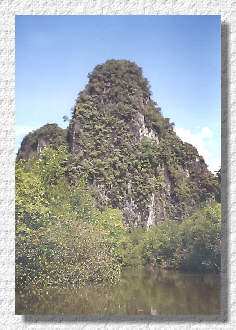 dicht bewachsene Kalksteinfelsen und Mangrovenwälder in der Phang Nga Bucht